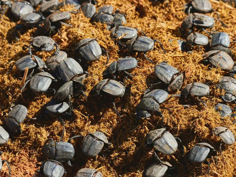 Cluster of beetles on a surface, a common seasonal pest in Northern Michigan