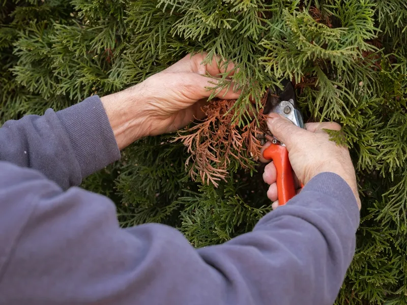 Hands pruning dead foliage from an evergreen tree with pruning shears