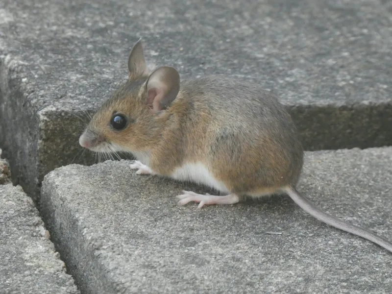 Mouse on concrete steps near a home entrance