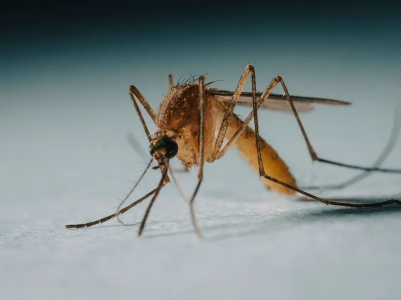 Close-up of a mosquito, the target of seasonal yard treatments in Northern Michigan
