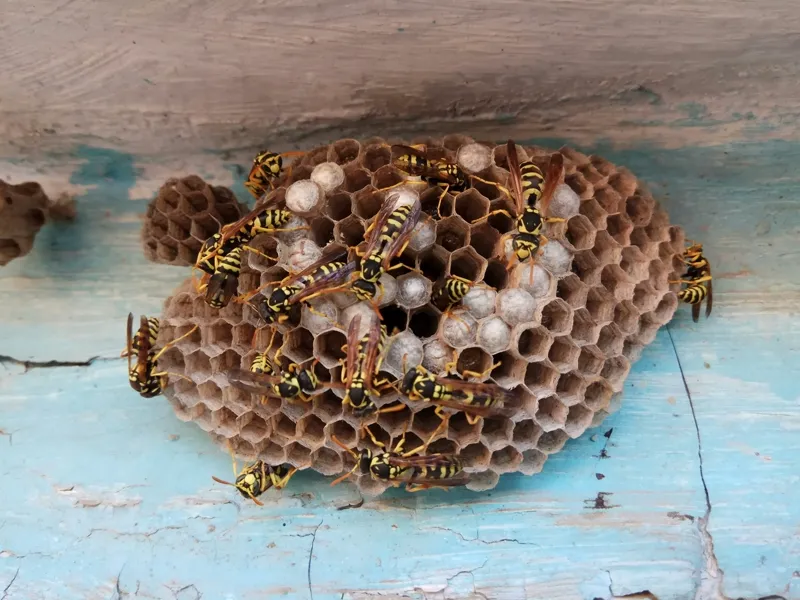 Active paper wasp nest on a home exterior in Northern Michigan