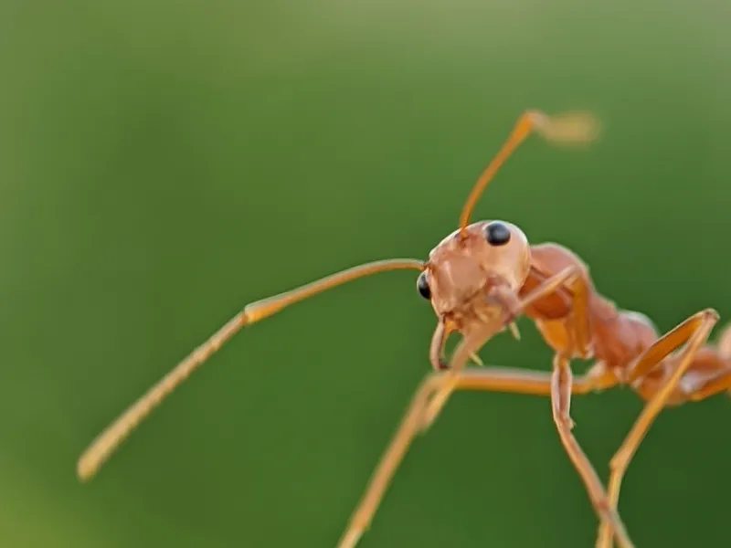 Close-up of an ant, common household pest in Northern Michigan