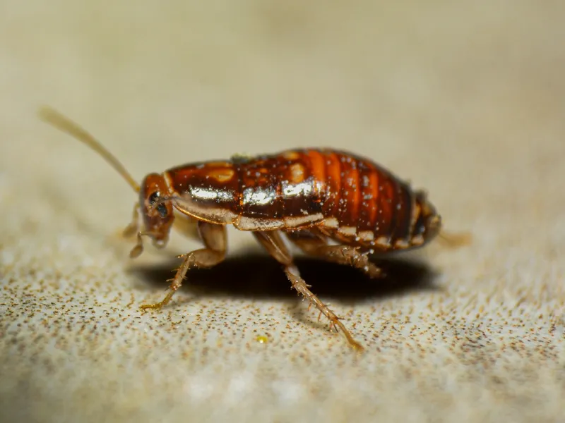 Cockroach nymph close-up, a common indoor pest in Northern Michigan