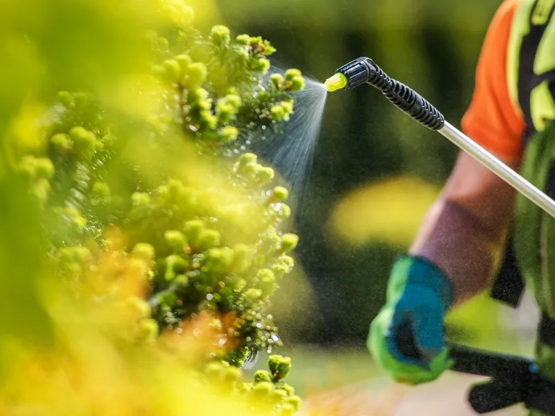 Technician in safety gear spraying a shrub with a professional spray wand