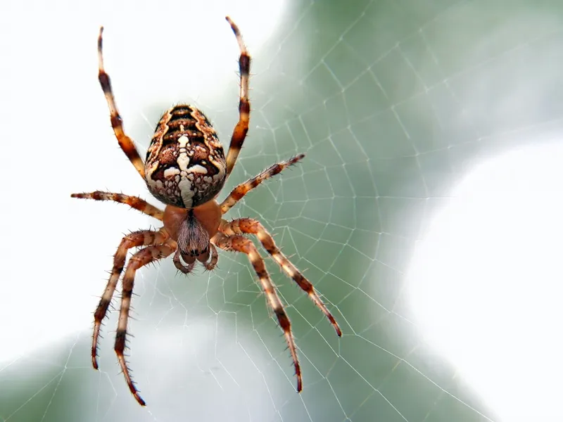Orb-weaver spider in its web, common around Northern Michigan homes