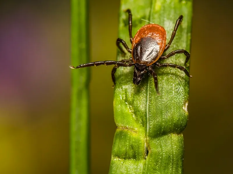 Deer tick questing on a blade of grass in Northern Michigan